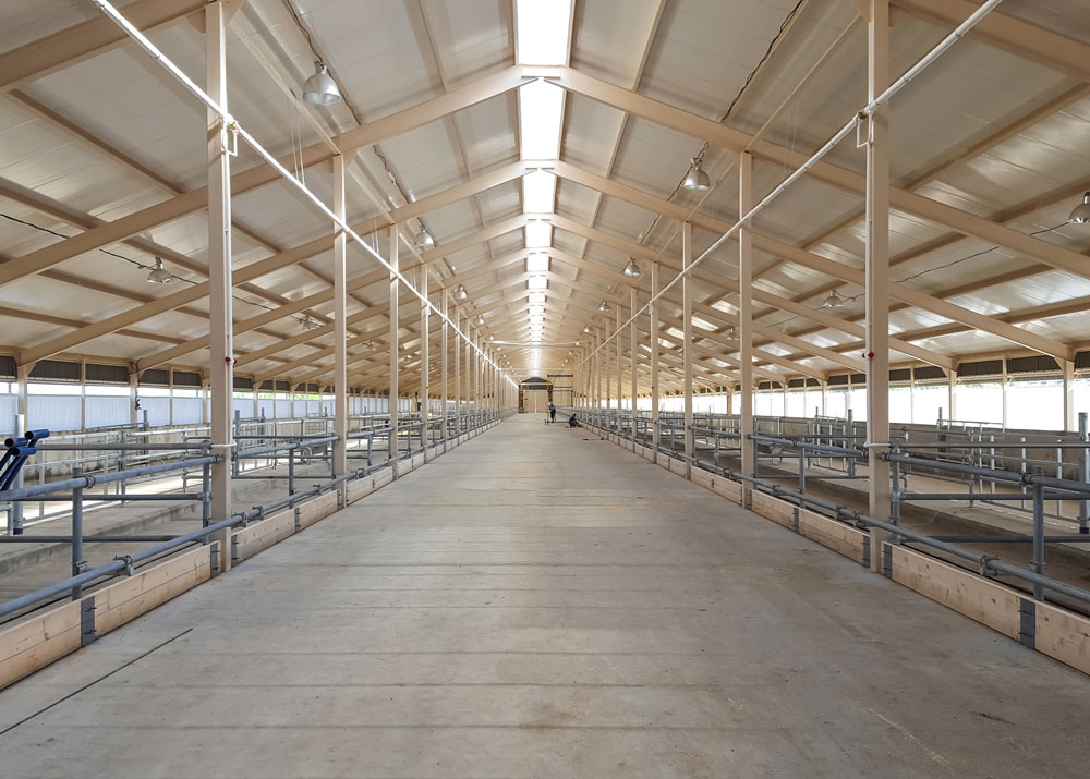 A spacious steel barn designed for sheltering and feeding cattle.